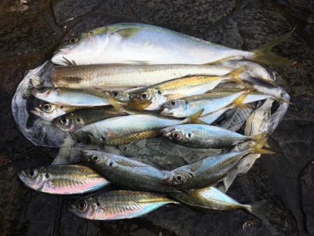 あたりは朝一のみ